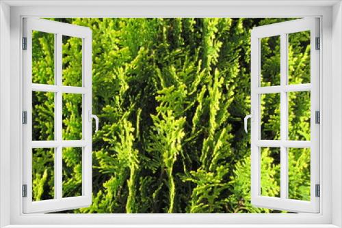 Fototapeta Naklejka Na Ścianę Okno 3D - Close-up photo of a conifer leaf