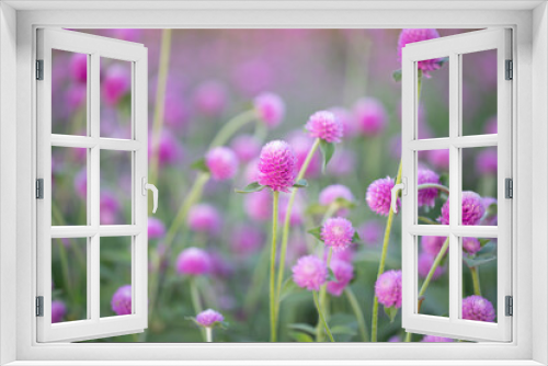 Fototapeta Naklejka Na Ścianę Okno 3D - Pink globe amaranth or Bachelor button flower in garden for background. blurred bacground