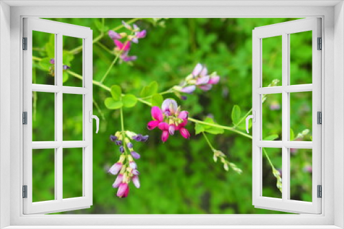 Fototapeta Naklejka Na Ścianę Okno 3D - 秋の公園に咲く萩の花