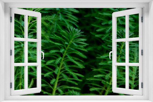 Fototapeta Naklejka Na Ścianę Okno 3D - Bunch of beautiful green tropical water plants for exotic nature background or wallpaper