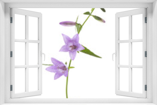 Fototapeta Naklejka Na Ścianę Okno 3D - Light lilac Bellflowers isolated on white background.