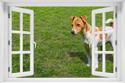 Fototapeta Naklejka Na Ścianę Okno 3D - jack russel