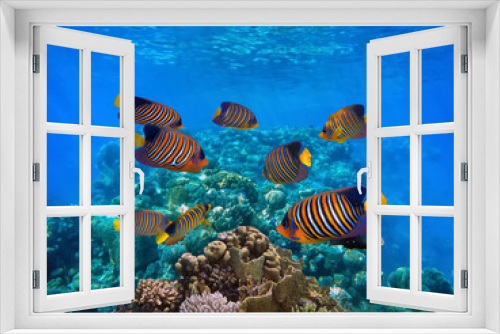 Fototapeta Naklejka Na Ścianę Okno 3D - Underwater scene. Coral reef and fish groups