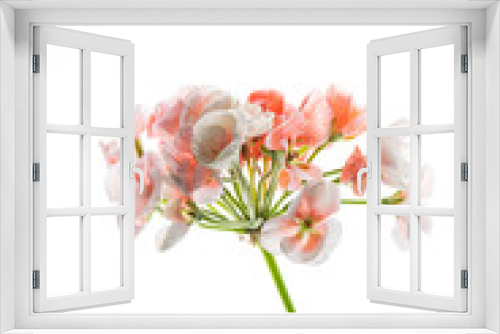 Fototapeta Naklejka Na Ścianę Okno 3D - pelargonium flowers on the white background