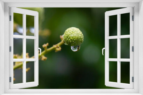 Fototapeta Naklejka Na Ścianę Okno 3D - Longan ripe fruits (Dimocarpus longan) with water drops, in shallow focus