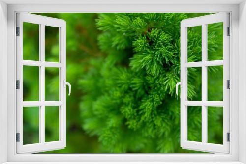 Fototapeta Naklejka Na Ścianę Okno 3D - Needles of spruce canadian conica close-up
