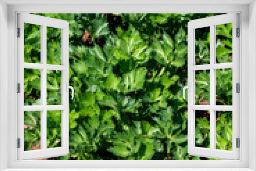 Fototapeta Naklejka Na Ścianę Okno 3D - Cultivation of green leaf celery plants