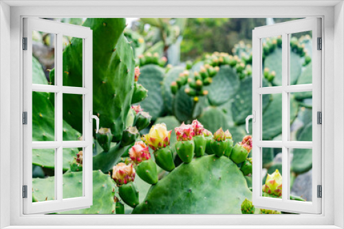 Fototapeta Naklejka Na Ścianę Okno 3D - Close up shot of cactus blossom