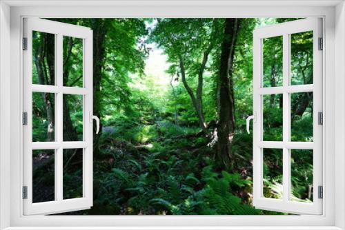 Fototapeta Naklejka Na Ścianę Okno 3D - a refreshing wild forest in the sunlight