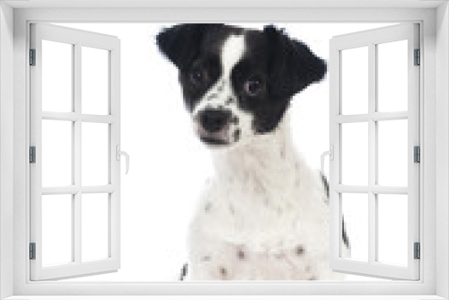 Fototapeta Naklejka Na Ścianę Okno 3D - Mixed breed dog - Mischlingshund