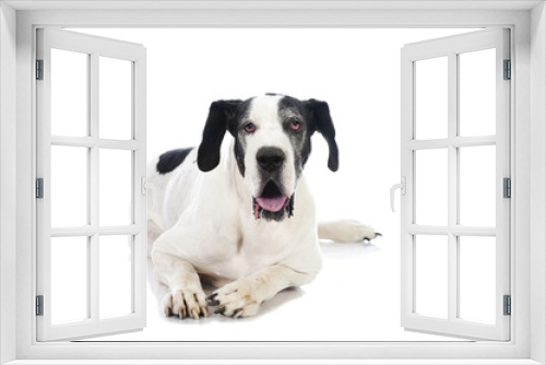 Fototapeta Naklejka Na Ścianę Okno 3D - German mastiff - Deutsche Dogge