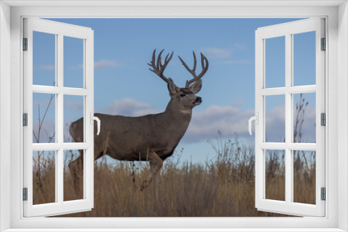 Fototapeta Naklejka Na Ścianę Okno 3D - Mule Deer Buck in Colorado in Autumn