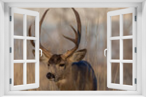 Fototapeta Naklejka Na Ścianę Okno 3D - Buck Mule Deer During the Rut in Autumn in Colorado