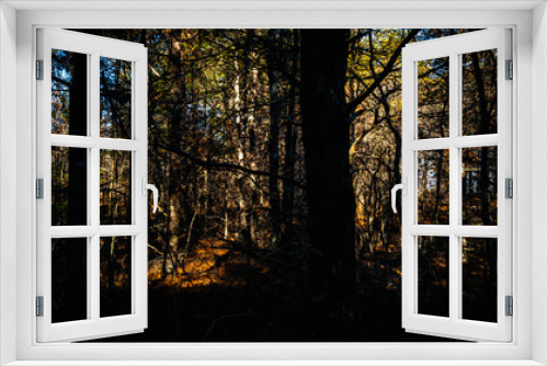 Fototapeta Naklejka Na Ścianę Okno 3D - Dark forest landscape with sun light and shadows of pine tree trunks and bushes
