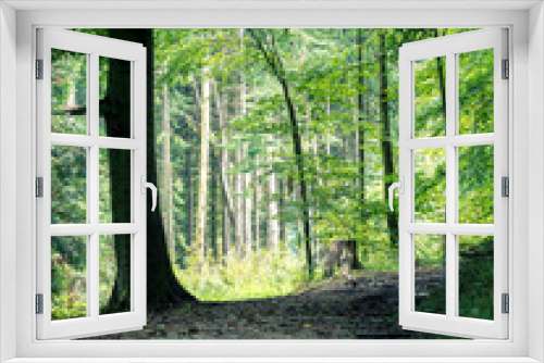 Fototapeta Naklejka Na Ścianę Okno 3D - Ein Wanderweg im Wald an einem verregneten Tag