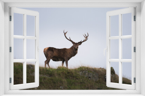 Fototapeta Naklejka Na Ścianę Okno 3D - A lone male deer standing on a hill.