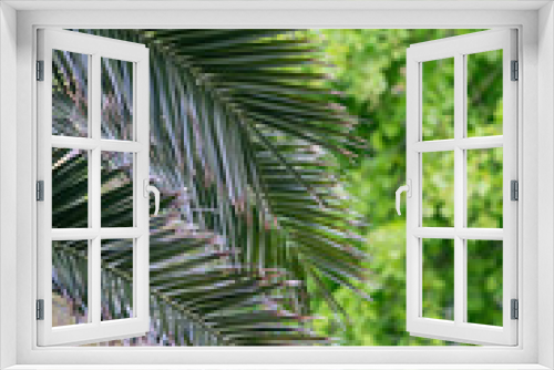 Fototapeta Naklejka Na Ścianę Okno 3D -  Canary Island date palm tree leaves in botanical garden in Ventnor, Isle of Wight, United Kingdom