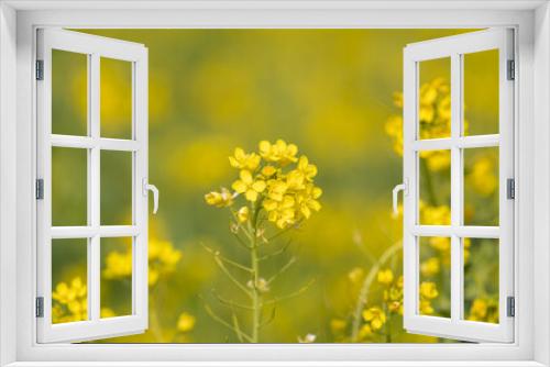 Fototapeta Naklejka Na Ścianę Okno 3D - 満開の菜の花畑