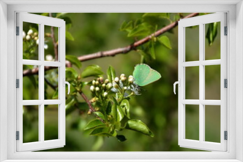 Fototapeta Naklejka Na Ścianę Okno 3D - Butterfly drinks nectar from a flower tree 
