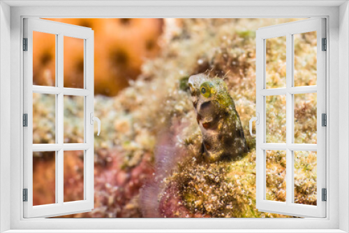 Fototapeta Naklejka Na Ścianę Okno 3D - Close up, macro of Blenny fish in the reef of the Caribbean Sea, Curacao