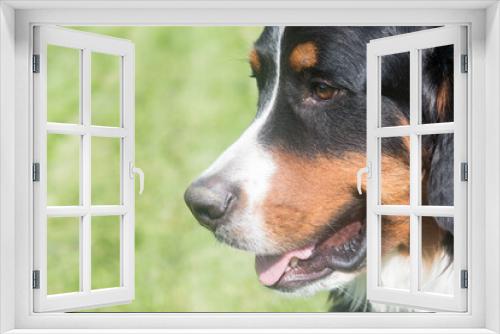 Fototapeta Naklejka Na Ścianę Okno 3D - Close up portrait of Bernese Mountain Dog