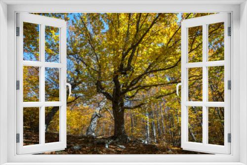 Fototapeta Naklejka Na Ścianę Okno 3D - Sunny day in the autumn beech forest