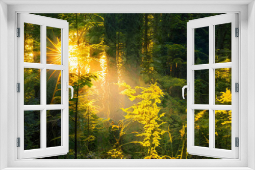 Fototapeta Naklejka Na Ścianę Okno 3D - Magical sunset in the forest.