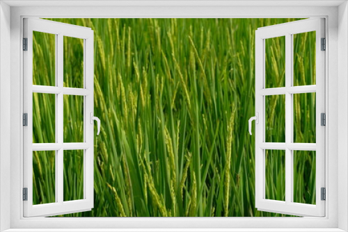 Fototapeta Naklejka Na Ścianę Okno 3D - Rice plants that are ready to be harvested are marked with a yellow color of rice