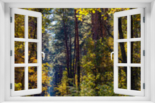Fototapeta Naklejka Na Ścianę Okno 3D - Autumn panorama of mixed forest thicket with colorful tree leaves mosaic in Mazowiecki Landscape Park in Celestynow town near Warsaw in Mazovia region of Poland