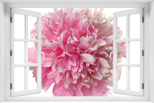 Fototapeta Naklejka Na Ścianę Okno 3D - Pink peony flower  isolated on white background.