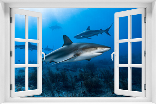 Fototapeta Naklejka Na Ścianę Okno 3D - Caribbean Reef Sharks (Carcharhinus perezi)