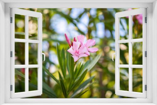 Fototapeta Naklejka Na Ścianę Okno 3D - Zbliżenie makro na kwiatki, rozmyte tło
