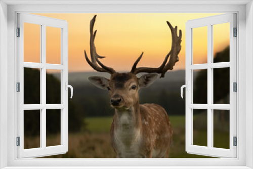 Fototapeta Naklejka Na Ścianę Okno 3D - A Eurasian dam deer with branched palmate antlers, with white-spotted reddish-brown coat in the sunset