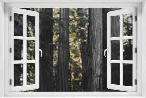 Fototapeta Naklejka Na Ścianę Okno 3D - California Redwoods in Northern California 