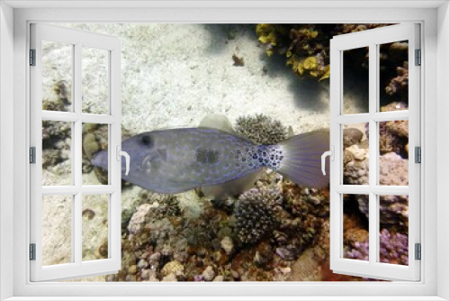 Fototapeta Naklejka Na Ścianę Okno 3D - red sea fish