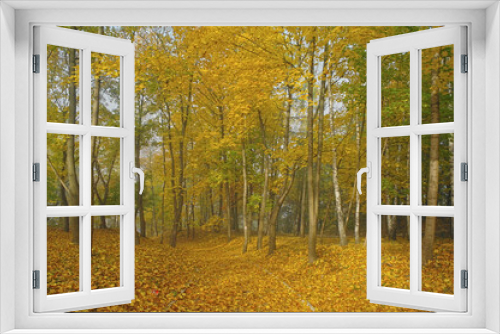 Fototapeta Naklejka Na Ścianę Okno 3D - autumn forest in the Świętokrzyskie Mountains