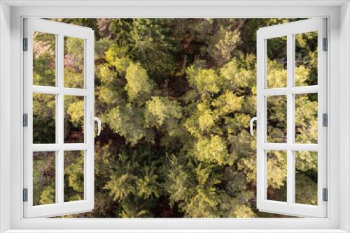 Fototapeta Naklejka Na Ścianę Okno 3D - Coniferous Grove Aerial