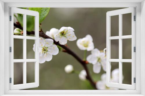 Fototapeta Naklejka Na Ścianę Okno 3D - Cherry blossom in spring garden. White flowers on a branch