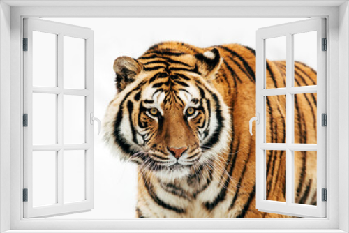 Fototapeta Naklejka Na Ścianę Okno 3D - Portrait of a tiger on an isolated background.
