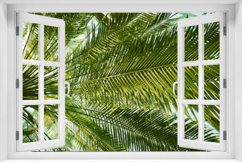 Fototapeta Naklejka Na Ścianę Okno 3D - Bright green fresh palm tree long leaves view from the bottom up. Background of tropical leaves in a botanical subtropical garden, tropical park, jungles, rainforest in summer. Palm branches abstract.