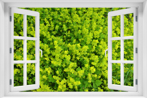 Fototapeta Naklejka Na Ścianę Okno 3D - Cruciata laevipes grows in nature