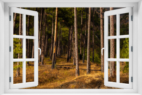 Fototapeta Naklejka Na Ścianę Okno 3D - A wide view of pine trees standing straight with dry undergrowth during autumn season 