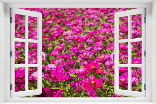Fototapeta Naklejka Na Ścianę Okno 3D - pink and purple cosmos flowers farm