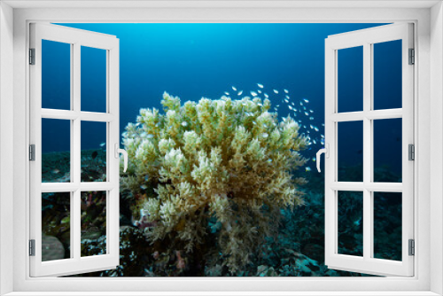 Fototapeta Naklejka Na Ścianę Okno 3D - Branching soft coral genus litophyton