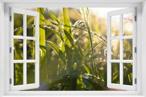 Fototapeta Naklejka Na Ścianę Okno 3D - grass and sunlight