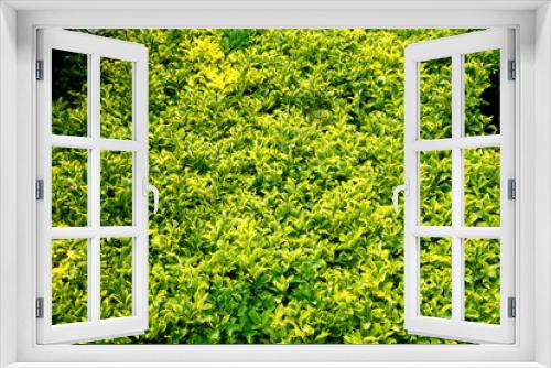 Fototapeta Naklejka Na Ścianę Okno 3D - pictured hedge in the park on a hot summer day