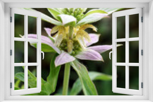 Fototapeta Naklejka Na Ścianę Okno 3D - The summer wildflower known as dotted horsemint or spotted beebalm (Monarda punctata) in summer bloom