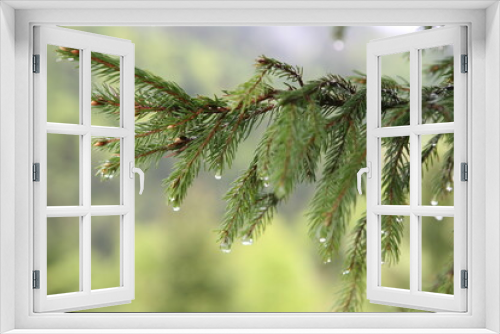 Fototapeta Naklejka Na Ścianę Okno 3D - branches of a pine