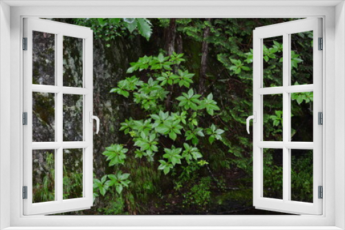 Fototapeta Naklejka Na Ścianę Okno 3D - 自然の緑の葉のパターン