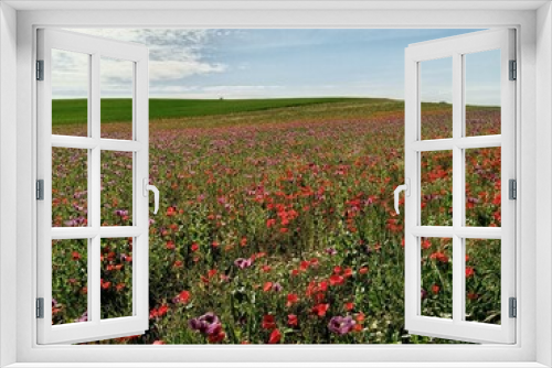 Fototapeta Naklejka Na Ścianę Okno 3D - Blumenwiese Feld Himmel